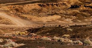 奥斯汀·里夫斯在大学期间的表现